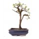 Foto 2: Bonsai Prunus Cerasifera Myrobolano - 220