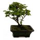 Foto 0: Bonsai Viburnum Plicatum 12 anos - 226