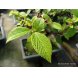 Foto 1: Bonsai Viburnum Plicatum 12 anos - 226