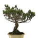Foto 0: Bonsai Pinus Pentaphylla ''Settsugoyo'' 40 anos - 303