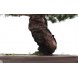 Foto 1: Bonsai Pinus Pentaphylla ''Settsugoyo'' 40 anos - 303