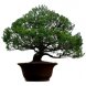 Foto 1: Bonsai Pinus Pentaphylla '' Settsugoyo'' 80 anos - 305