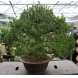 Foto 2: Bonsai Pinus Pentaphylla '' Settsugoyo'' 80 anos - 305