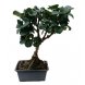 Foto 0: bonsai ligustrum rotundifolia 5 anos - 390