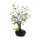 Foto 0: betula alba verrucosa n 7304 - 18 anos - 459