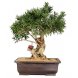Foto 0: bonsai callistemon 27 anos - 460