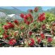 Foto 1: bonsai callistemon 27 anos - 460