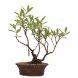 Foto 0: bonsai lespedeza - 26 anos - 462