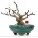 Foto 1: bonsai ficus carica - figueira 35 anos - 469