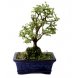 Foto 0: bonsai ulmus parvifolia 5 anos - 566