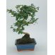 Foto 1: Bonsai Carmona Macrophylla - 615