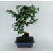 Foto 2: Bonsai Carmona Macrophylla - 615
