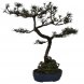 Foto 1: Bonsai Pinus Nigra Laricio 18 anos - 921