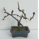 Foto 1: Bonsai Chaenomeles Speciosa Nivalis 7 anos - 990