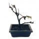 Foto 2: Bonsai Chaenomeles Speciosa Nivalis 7 anos - 990